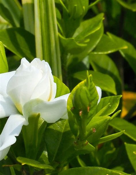 梔子花肥料推薦